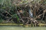 Grey Heron (ardea Cinerea) In The Danube Delta, Romania Stock Photo