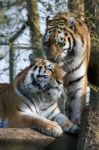 Siberian Tiger (panthera Tigris Altaica) Stock Photo