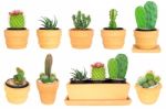 Many Type Of Cactus ( Isolated Background ) Stock Photo