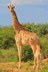 Giraffe - African Wildlife Background - Baby Animals In The Wild Stock Photo