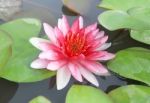 Pink Water Lily Flower Stock Photo