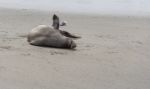 Sea Elephant Stock Photo