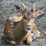 Spotted Deer Stock Photo