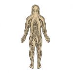 Alien Octopus Inside Human Body Drawing Stock Photo