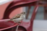 Sparrow (passeridae) Stock Photo