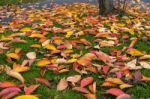Bird Cherry (prunus Padus) Tree Leaves In Autumn In East Grinste Stock Photo