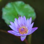 Lotus Blossom Stock Photo