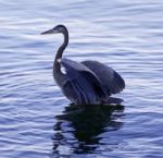 Beautiful Isolated Picture With A Great Blue Heron Standing In The Water Stock Photo