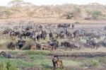 Zebras And Wildbeests In Serengeti In Tanzania Stock Photo