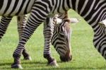 Beautiful Picture With Two Zebras Stock Photo