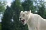 Beautiful Background With The Dangerous White Lion Stock Photo