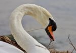 Beautiful Isolated Photo Of A Mute Swan Constructing The Nest Stock Photo