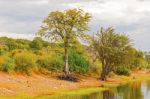 Trees At Chobe River Stock Photo
