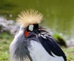 East African Crowned Crane Is Looking At His Feathers Stock Photo