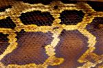 Boa Snake Skin Stock Photo