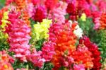 Snapdragon Flowers Stock Photo