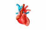 Human Heart Stock Photo