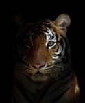 Bengal Tiger Head Stock Photo