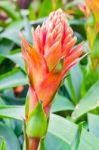 Colorful Blooming Bromeliad Plants Stock Photo