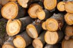 Stack Of Logs Stock Photo