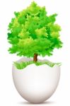 Tree Growing From Egg Stock Photo