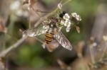 Hoverfly Insect On A Flower Stock Photo