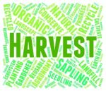 Harvest Word Showing Grain Crops And Grains Stock Photo