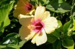 Yellow And Pink Hibiscus Flowering In Lanzarote Canary Islands S Stock Photo
