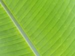 Green Banana Leaf Texture Background Stock Photo