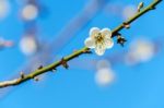 White Apricot Blossom With Blue Sky Stock Photo