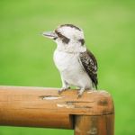 Kookaburra Gracefully Resting During The Day Stock Photo