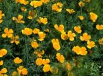 Californian Poppy Eschscholzia Californica Stock Photo