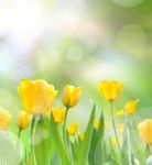 Beautiful Yellow Tulips With Light Stock Photo