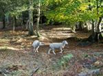 Sheep Wandering In The Ashdown Forest Stock Photo