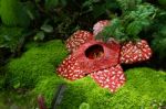 Corpse Flower Was Made Of Interlocking Plastic Bricks Toy. Scientific Name Is Rafflesia Kerrii, Rafflesia Arnoldii, Stinking Corpse Flower. The Largest Flower In The World Stock Photo