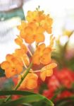 Yellow-orange Vanda Orchid Flowers Stock Photo