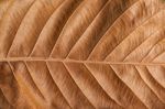 Old Brown Leaf Texture Background Stock Photo