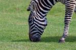 The Zebra Is Eating Stock Photo