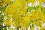 Yellow Flowers On Tree Of Purging Cassia Or Ratchaphruek Stock Photo