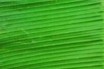 Banana Leaf Texture Background Stock Photo