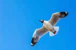 Seagull Flying On Blue Sky Stock Photo