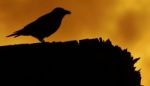 Crow Silhouette Close Up At Sunset Stock Photo
