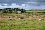 Cumbrian Sheep Farm Stock Photo
