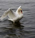 Strong Confident Mute Swan With His Powerful Wings Stock Photo
