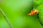 Cucurbit Leaf Beetle Or Aulacophora Indica Stock Photo