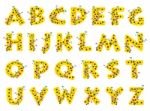 Sunflower Alphabet A-Z Stock Photo