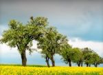 Trees And Rapeseed Stock Photo