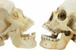 Two Human Skulls Opposite Of Each Other Stock Photo
