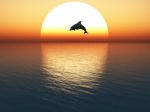 Jumping Dolphin Stock Photo