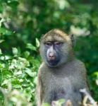 Very Funny Baboon's Portrait Stock Photo